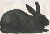 Чёрно-бурый кролик